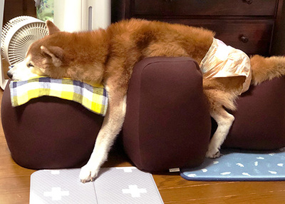 アロン化成 OneAid ワンエイド リラクッション ベージュ L ペット用 大型犬 姿勢 サポート 老犬 ペット用介護 足腰サポート リラックス_7