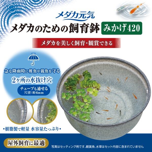 【5個セット】 ジェックス メダカ元気 メダカのための飼育鉢 みかげ 420（42cm） みかげ色