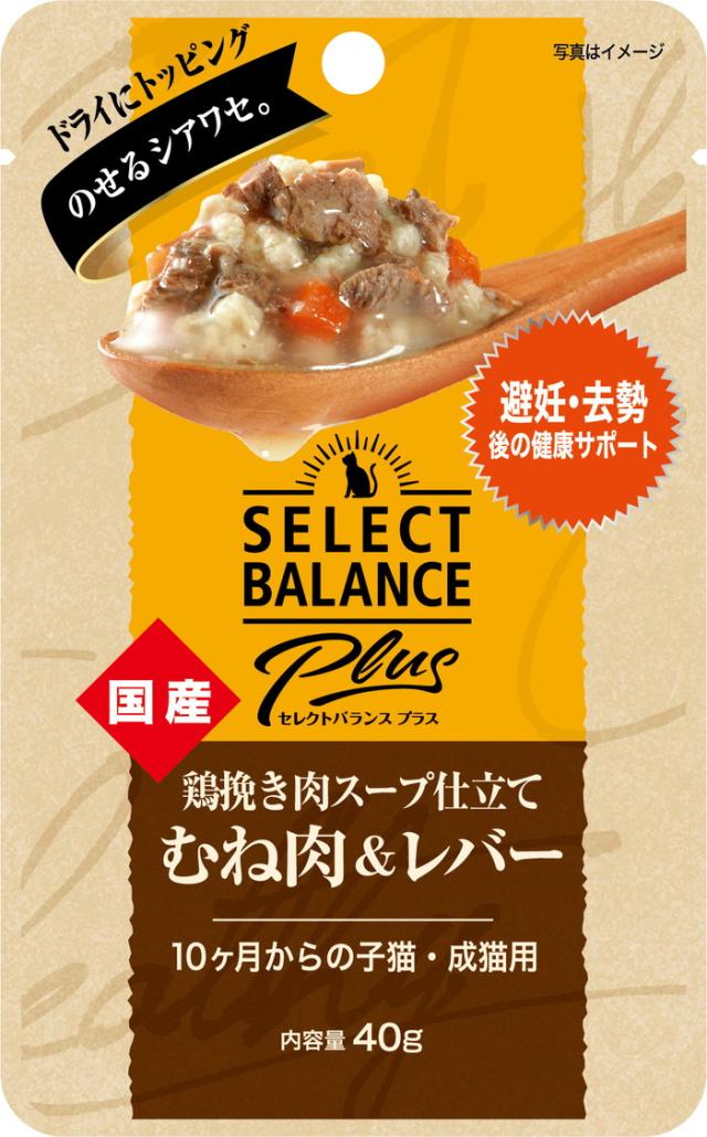 サボテン　アリオカルプス　変疣青磁牡丹　国内繁殖栽培苗　実生　鉢ごと発送 サボテン アリオカルプス 変疣青磁牡丹 国内繁殖栽培苗 実生 鉢