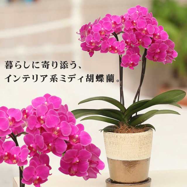 ミニ胡蝶蘭 ギフト ゴールドクラック鉢 4号鉢 2本立 ピンク お花 プレゼント 生花 鉢植え 開店祝い 母の日 父の日 敬老の日 おじいちゃの通販はau Pay マーケット 人形広場 Au Pay マーケット店