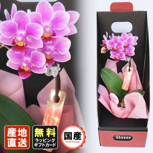 ミニ胡蝶蘭 ギフト 敬老の日 マイクロbox入り ピンク お花 プレゼント 生花 鉢植え 開店祝い 母の日 父の日 おじいちゃん おばあちゃん の通販はau Pay マーケット 人形広場 Au Pay マーケット店