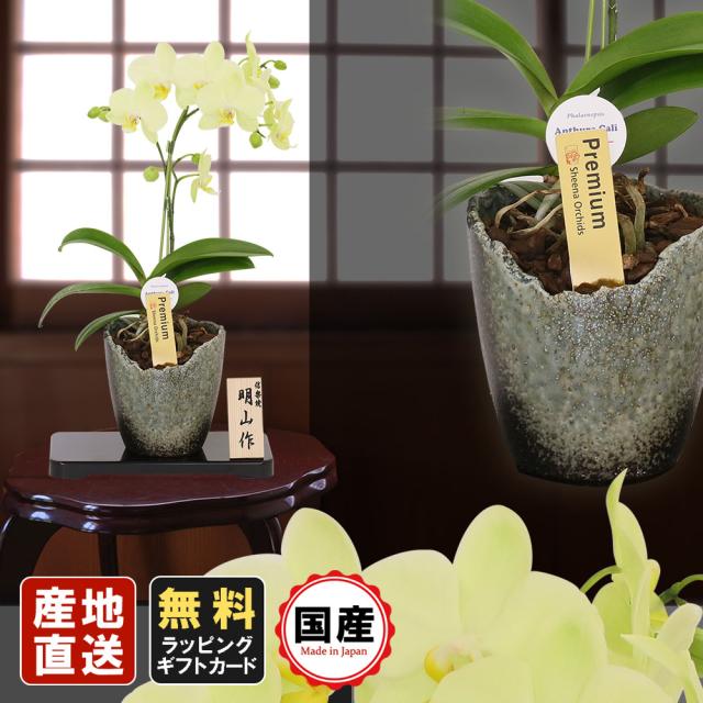 ミニ胡蝶蘭 ギフト ミディ胡蝶蘭 信楽焼鉢 4 5号1本立 イエロー ラッピング不可 オリジナルメッセージ付き お花 プレゼント 生花 の通販はau Pay マーケット 人形広場 Au Pay マーケット店