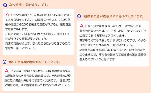 ミニ胡蝶蘭 タンブラースリムポット3号鉢植え 2本立て ピンク ライトピンク ホワイト鉢 ブラック鉢 お中元 ギフトに花のプレゼント 生の通販はau Pay マーケット 人形広場 Au Pay マーケット店