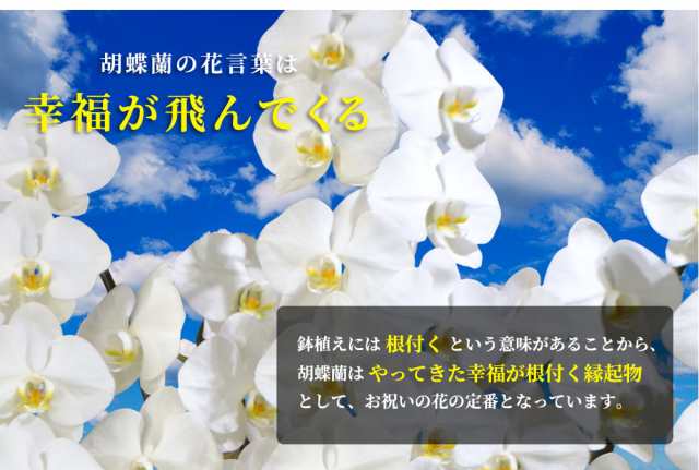 大輪 胡蝶蘭 5本立ち65輪 会社設立 オープン 内祝い スタンド 大輪 お悔や花 お供え 葬儀 葬式 仏事 法事 １回忌 献花 おしゃれの通販はau Pay マーケット 人形広場 Au Pay マーケット店