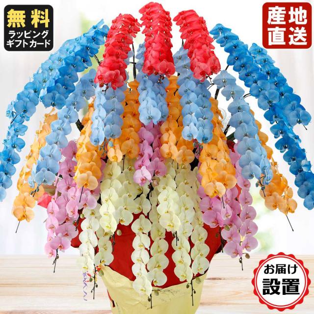 胡蝶蘭 大輪30本立ち 雅 スプレー色加工 ミックス 生花 鉢植え お届け設置付き 会社設立 オープン 内祝い スタンド 大輪 ３本立ち の通販はau Pay マーケット 人形広場 Au Pay マーケット店