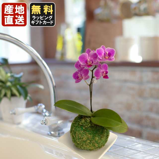 ミニ胡蝶蘭 マイクロ胡蝶蘭 苔玉 3号鉢植え 1本立て お中元 ギフトに花のプレゼント 生花 鉢植え 開店祝いに 母の日 父の日 敬老の日 の通販はau Pay マーケット 人形広場 Au Pay マーケット店