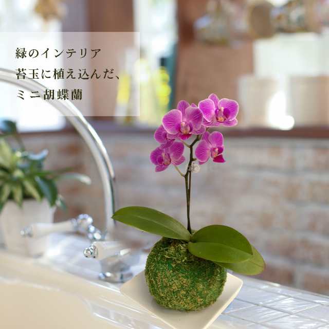 ミニ胡蝶蘭 マイクロ胡蝶蘭 苔玉 3号鉢植え 1本立て お中元 ギフトに花のプレゼント 生花 鉢植え 開店祝いに 母の日 父の日 敬老の日 おの通販はau Pay マーケット 人形広場 Au Pay マーケット店