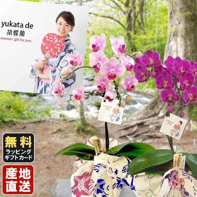 ミニ胡蝶蘭 Yukata De 胡蝶蘭 4号鉢植え 1本立て ピンク ライトピンク お中元 ギフトに花のプレゼント 生花 鉢植え 開店祝いに 母の日 の通販はau Pay マーケット 人形広場 Au Pay マーケット店