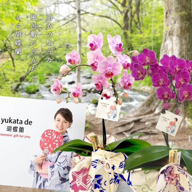 ミニ胡蝶蘭 Yukata De 胡蝶蘭 4号鉢植え 1本立て ピンク ライトピンク お中元 ギフトに花のプレゼント 生花 鉢植え 開店祝いに 母の日 の通販はau Pay マーケット 人形広場 Au Pay マーケット店