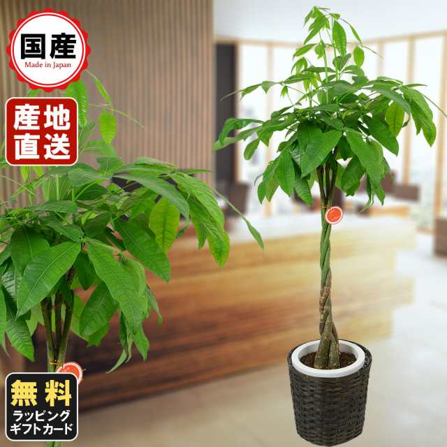 観葉植物 パキラ 8号鉢植え 苗木 販売 誕生日 開店 引越し 祝い 引越し祝い 新築祝い インテリアの通販はau Pay マーケット 人形広場 Au Pay マーケット店