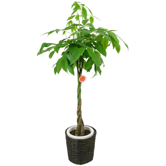 観葉植物 パキラ 8号鉢植え 苗木 販売 誕生日 開店 引越し 祝い 引越し祝い 新築祝い インテリアの通販はau Pay マーケット 人形広場 Au Pay マーケット店