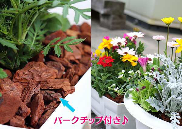 花苗と肥料と土と鉢が付いてこの価格！『 寄せ植え 栽培セット