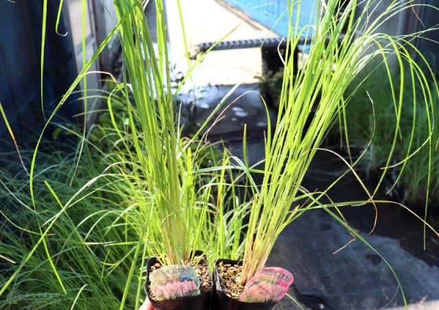 パンパスグラス 苗ホワイト&ピンク抜き苗60本 苗 パンパスグラスセット