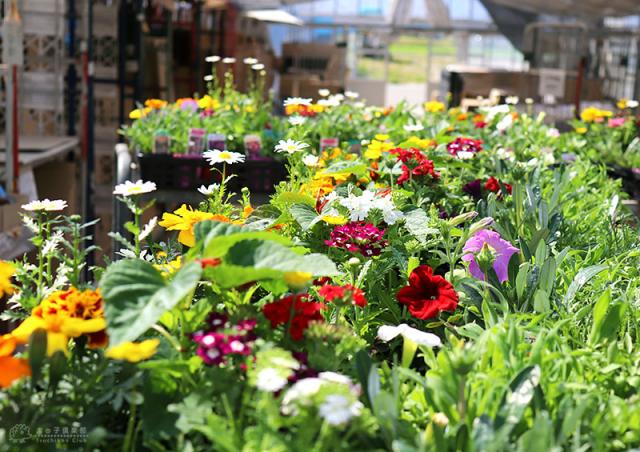 土っ子倶楽部 季節 の 花苗 24苗 セット 【 送料無料 】（ パンジー