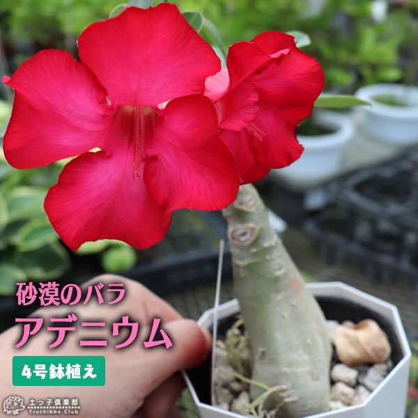 特大‼️アデニウム 〜アラビカム〜砂漠の薔薇 | monsterdog.com.br