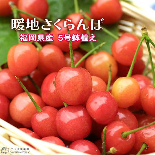 Amazon.co.jp: ご当地 山梨限定 さくらんぼ ボールペン 2008年