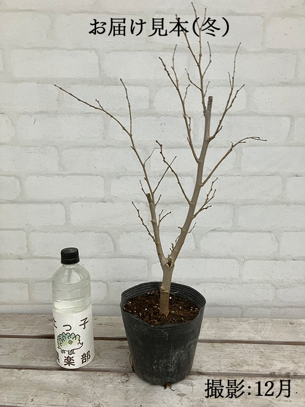 大実 マルベリー （ 桑の木 ） 15cmポット苗木の通販はau PAY