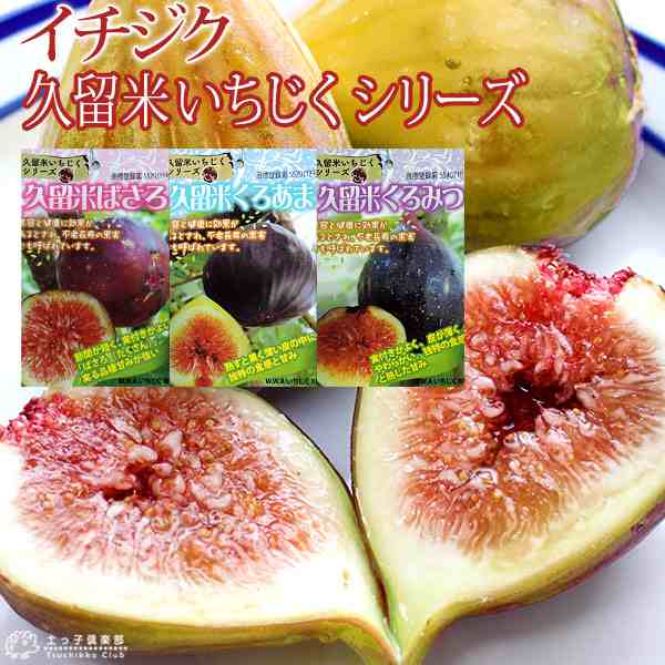 Figs Flower苗　イチジク苗　いちじく苗