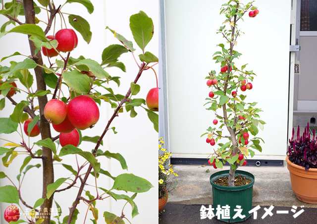 姫りんご 『長寿紅』 18cm鉢植えの通販はau PAY マーケット - 花と緑の 