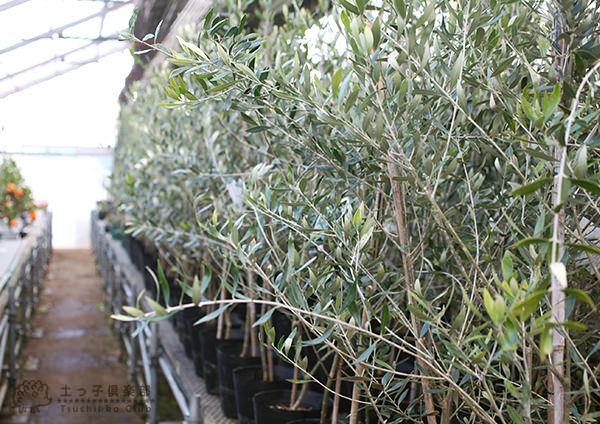 オリーブ 株立ち大苗 （全9品種） 4年生 7号ポット苗 【 選べる品種