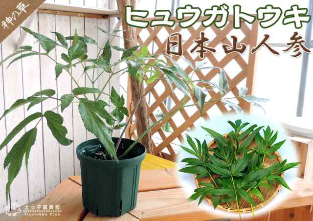 au　ヒュウガトウキ　PAY　（　日本山人参　）　au　花と緑の専門店「土っ子倶楽部」　』　6号スリット鉢植えの通販はau　PAY　マーケット　日向当帰　PAY　マーケット－通販サイト　『　マーケット店