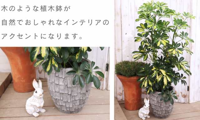 観葉植物 おしゃれ 室内 インテリア ホンコンカポック 鉢付き グラス