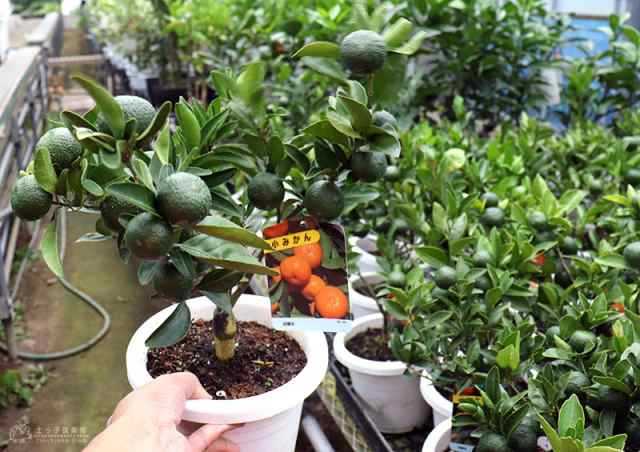 （ 実付き ） 小みかん （ 紀州みかん ） 接ぎ木苗 6号鉢植え