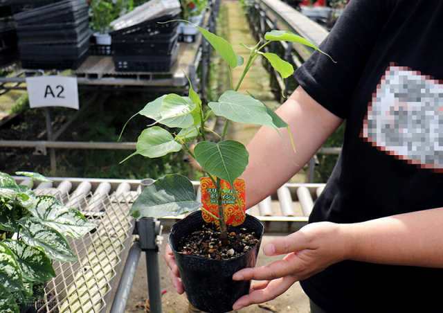 ① インドボダイジュ 菩提樹 ポット苗 黄色く