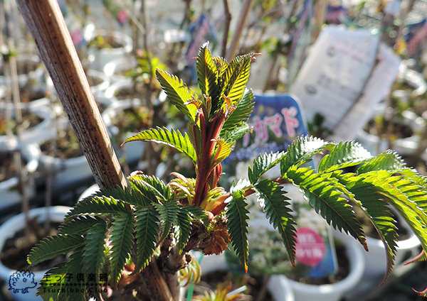 珍珠梅 チンシバイ ニワナナカマド 5号鉢植えの通販はau Pay マーケット 花と緑の専門店 土っ子倶楽部 Au Pay マーケット店