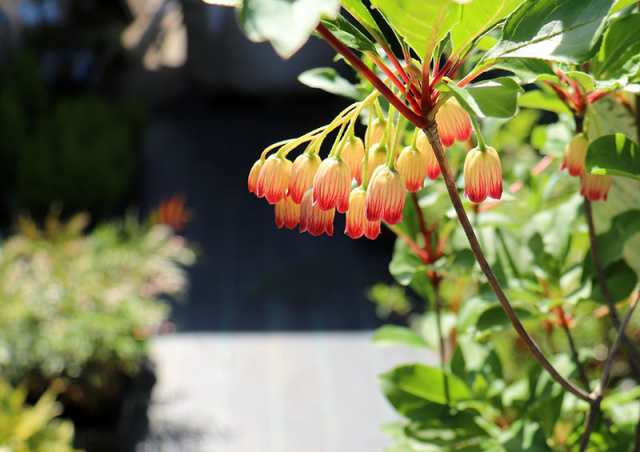 最安 Akyさん確認用 口紅サラサドウダンツツジ 植物 観葉植物 インテリア 住まい 小物 Belvtor By