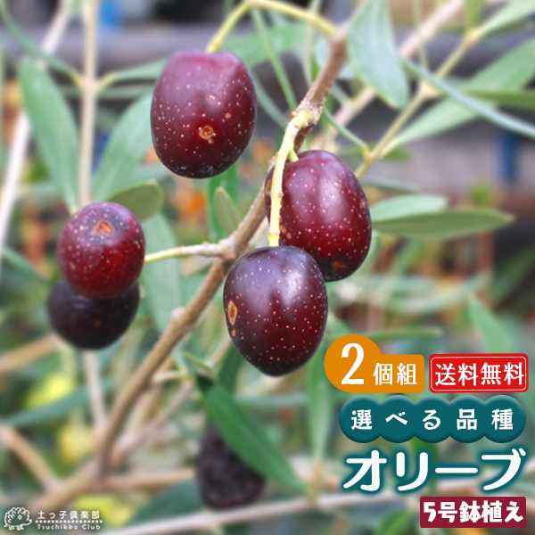 オリーブ （全11品種） 3年生 5号スリット鉢植え 【 選べる品種 】 【2個セット】 【送料無料】