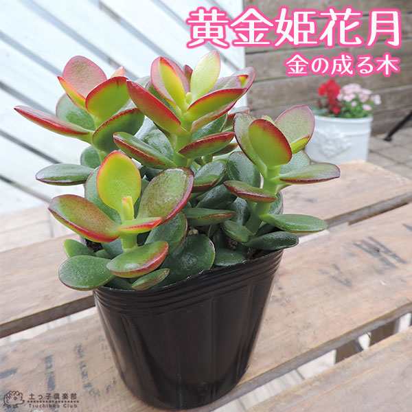 金の成る木 - 観葉植物