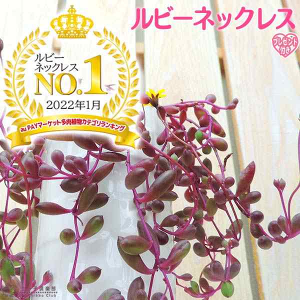 多肉植物部門1位獲得!!】多肉植物 『 ルビーネックレス 』 7.5cmポット