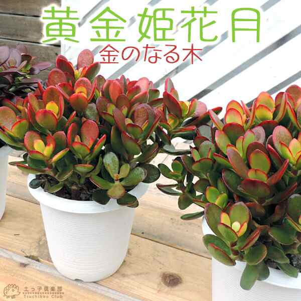 多肉植物『黄金姫花月』4号鉢植えの通販はau PAY マーケット - 花と緑の専門店「土っ子倶楽部」 au PAY マーケット店 | au PAY  マーケット－通販サイト