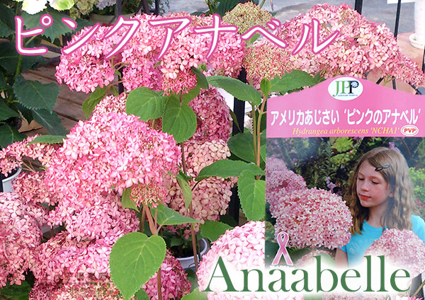 アジサイ ピンクアナベル 6号スリット鉢植え 苗木の通販はau Pay マーケット 花と緑の専門店 土っ子倶楽部 Au Pay マーケット店