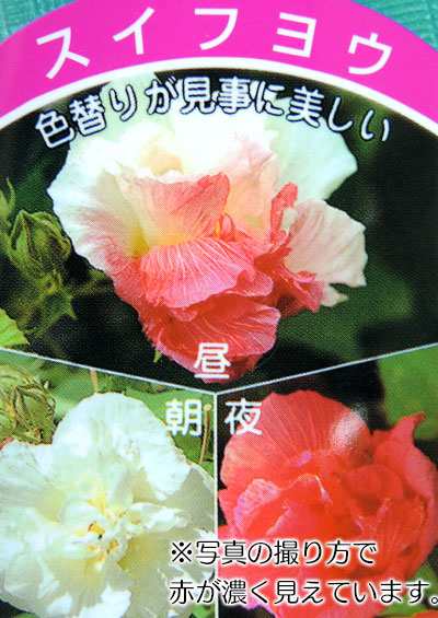 酔芙蓉 （ スイフヨウ ） 9cmポット苗の通販はau PAY マーケット 花と緑の専門店「土っ子倶楽部」 au PAY マーケット店 au  PAY マーケット－通販サイト