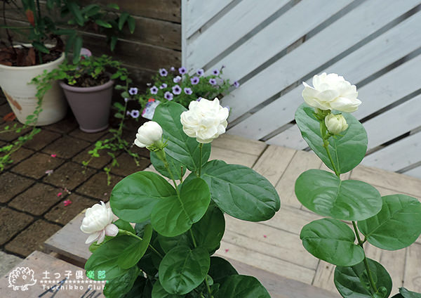 Lucy 薔薇咲きジャスミン　２苗 Amazon.co.jp: バラ咲きジャスミン9cmポット苗（八重咲き