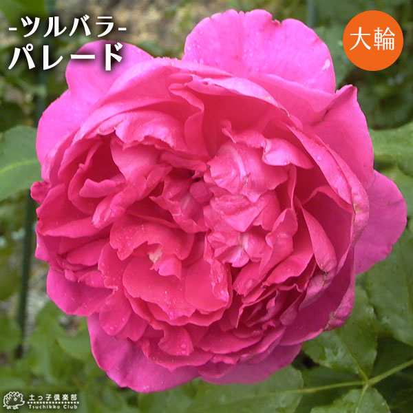 つる薔薇パレード 四季咲き - インテリア小物