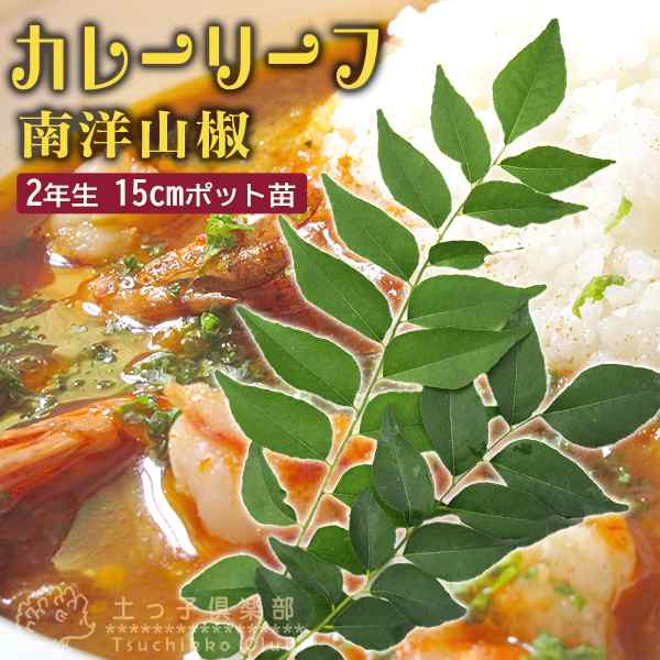 カレーの木 『 カレーリーフ 』 15cmポット苗 （ ナンヨウザンショウ / オオバゲッキツ）の通販はau PAY マーケット -  花と緑の専門店「土っ子倶楽部」 au PAY マーケット店