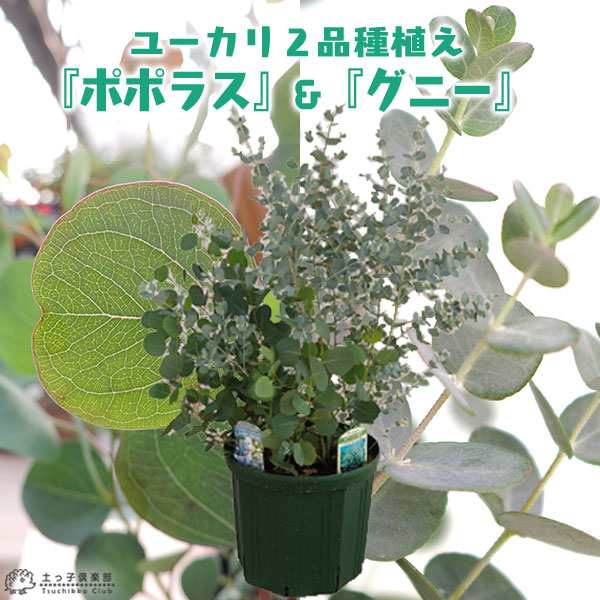 ユーカリ 2品種植え （ ポポラス ＆ グニー）8号スリット鉢の通販はau PAY マーケット 花と緑の専門店「土っ子倶楽部」 au PAY  マーケット店 au PAY マーケット－通販サイト