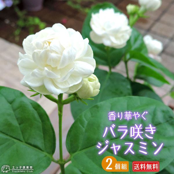 レモンパイ 紫陽花『深海の色』薔薇咲きジャスミン♪ 楽天市場】予約販売 アジサイ 深海の色 7.5cmポット 加茂 KAMO