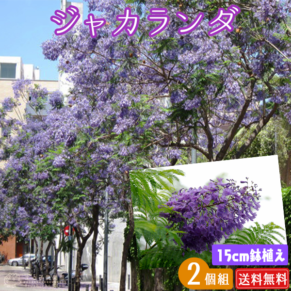 ジャカランダ 苗木 楽天市場】ジャカランダ 6号ポット苗 実生 : 苗木部 by 花