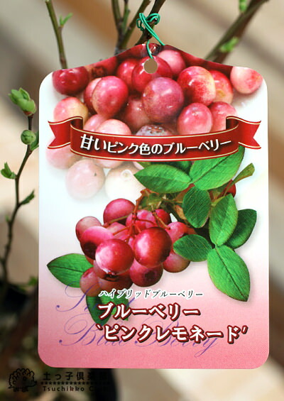 ブルーベリー苗 ピンクレモネード5号ポット2本セット ブルーベリー苗