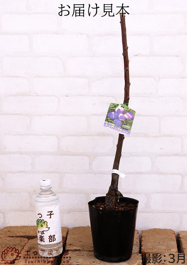 シュガープルーン 西洋すもも 接木苗木 約80㌢宅急便.ポット植えのまま