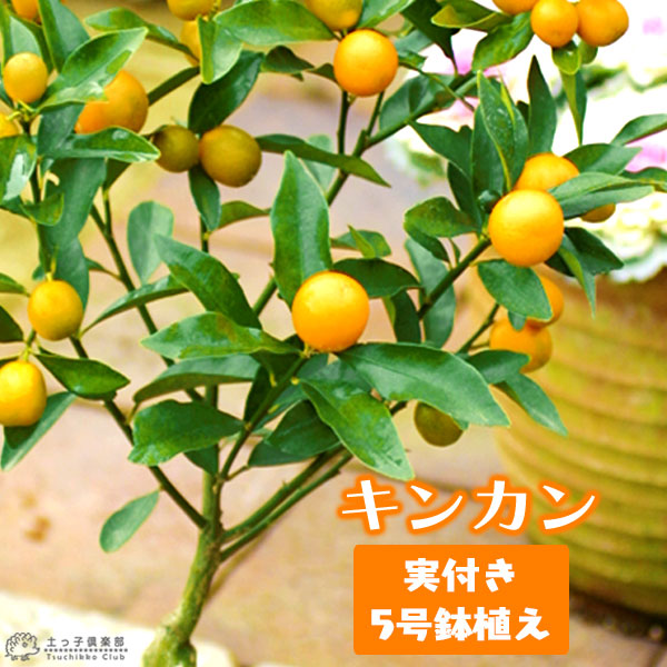 枝付きキンカンの実 5本 三重 Amazon.co.jp: 柑橘類の苗木 大実金柑（キンカン）の苗木 13.5cm