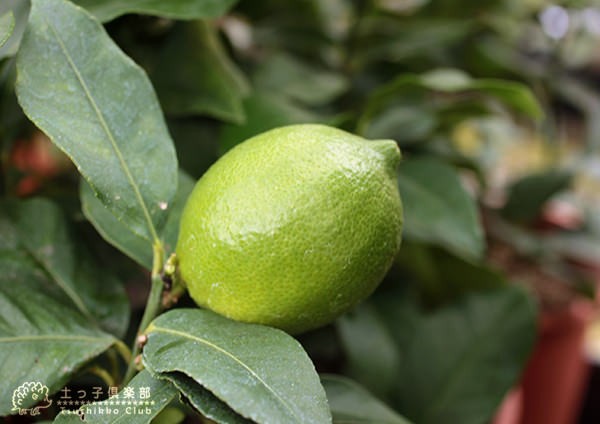 レモンの木 『 ユーレカレモン 』 15cmポット接木苗の通販はau PAY