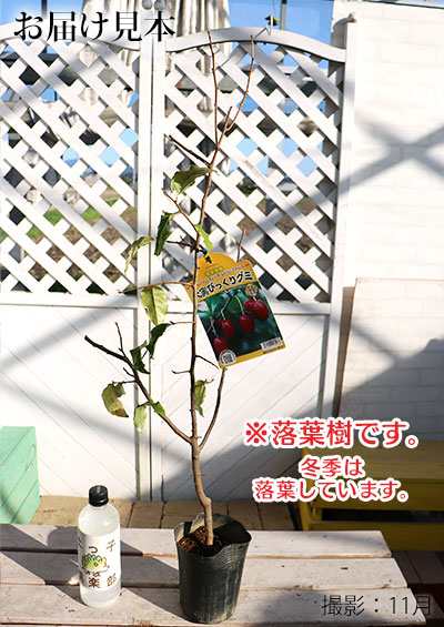 大実 グミの木 『 びっくりグミ 』 13.5cmポット苗木（ ビックリグミ / ダイオウグミ ）