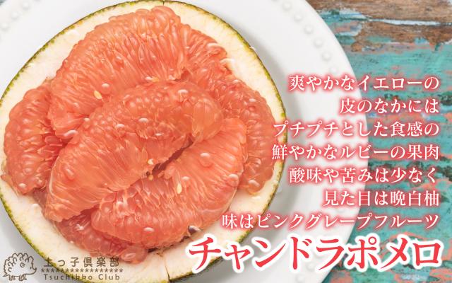 チャンドラポメロ 』 15cmポット 接木苗 柑橘 文旦 グレープフルーツ