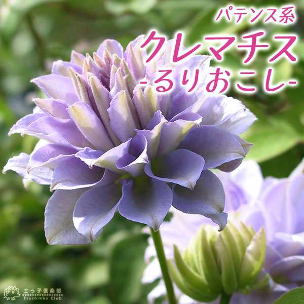 国内最安値！ GUAストアFrigidaire 316282000 ラジアント表面エレメント ユニット