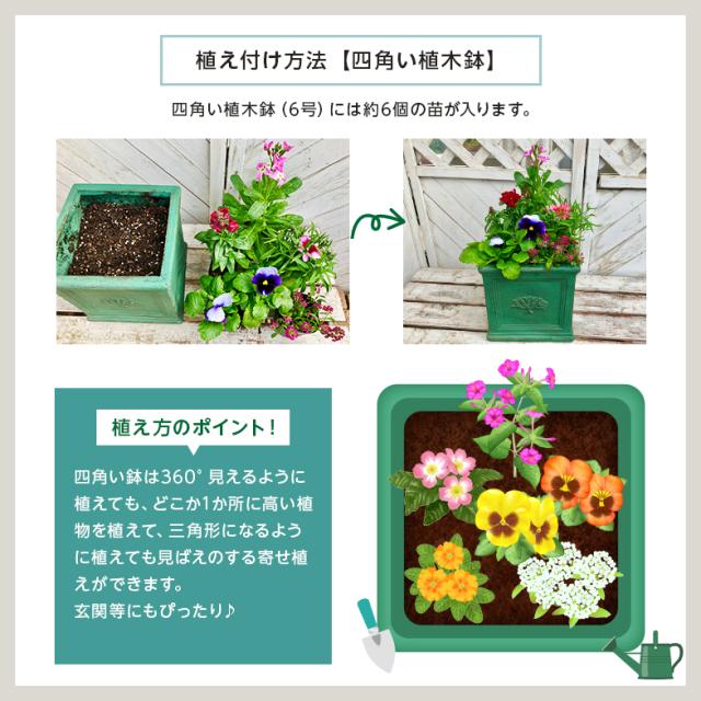 土っ子倶楽部 季節 の 花苗 24苗 セット 【 送料無料 】（ パンジー 